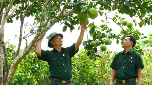 Vườn bưởi da xanh của CCB Trần Duy Thìn bước đầu cho quả. Ảnh: MINH THÔNG