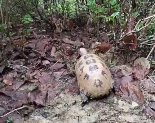 Cá thể rùa núi vàng được thả về rừng Cù Lao Chàm. Ảnh: Ban Quản lý Khu bảo tồn thiên nhiên Cù Lao Chàm