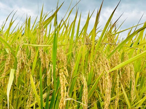 Lúa trong mô hình phát triển tốt, hiệu quả cao