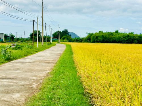 Cánh đồng lúa theo mô hình xanh, sạch tại Hàm Thuận Bắc
