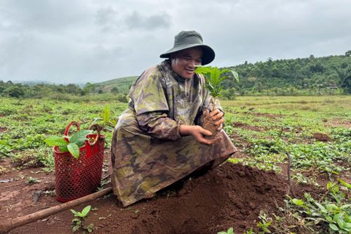 Anh Điểu Phát đã dần biết kỹ thuật chọn giống, chăm sóc cây trồng nên thường xuyên thay thế các loại cây giống không đạt chất lượng khi trồng
