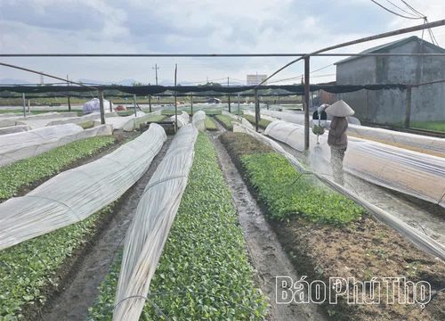 Mô hình sản xuất rau giống của ông Chu Văn Khôi, thôn 1 cho thu nhập từ 500 - 700 triệu đồng mỗi năm.