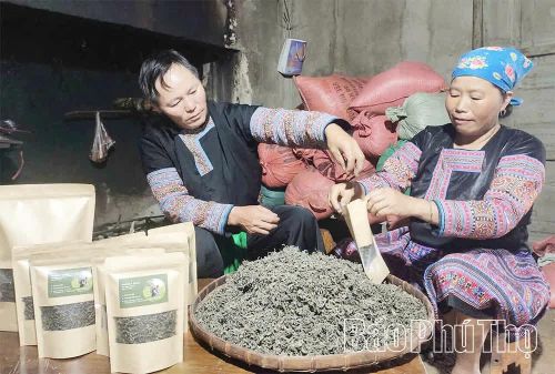 Người dân xã Pà Cò bảo tồn và phát huy giá trị của chè shan tuyết cổ thụ, tạo sinh kế và tăng thu nhập.