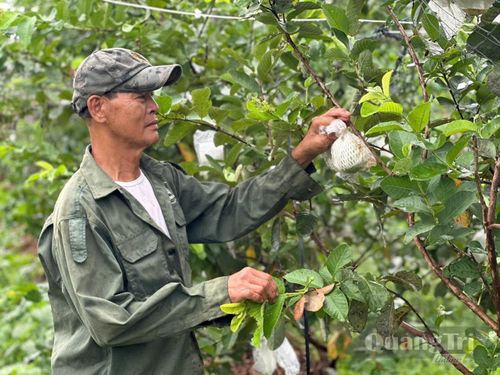 Nhiều mô hình nông nghiệp đã phát huy hiệu quả, mang lại thu nhập ổn định cho người dân xã Gio Linh - Ảnh: P.K