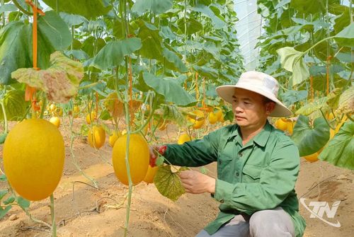 Mô hình trồng dưa lưới trong nhà màng của anh Hoàng Văn Nam, thôn Quang Thuận, xã Bạch Thông, bước đầu cho hiệu quả kinh tế cao.