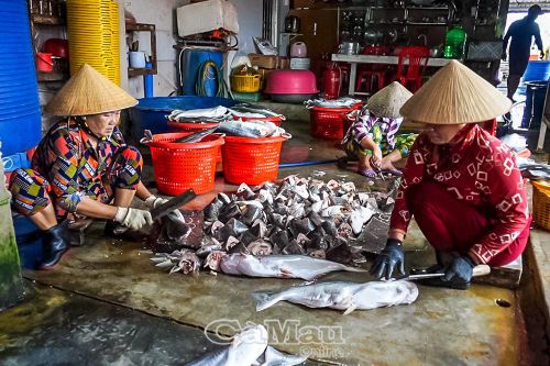  Lực lượng lao động lớn tuổi chiếm đa số tại các cơ sở chế biến khô ở xã Cái Đôi Vàm.