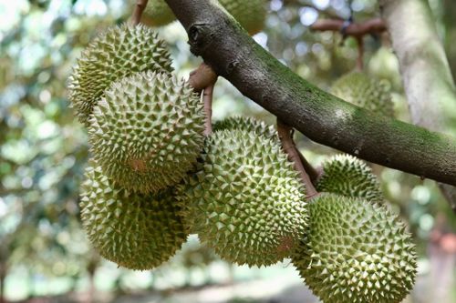 Để tạo ra sầu riêng chất lượng cao, người trồng phải kiểm soát nhiều công đoạn từ chăm sóc cây, xử lý ra hoa đến nuôi trái và thu hoạch.