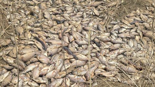 Cá chết đang trong quá trình phân hủy, bốc mùi hôi tanh nồng nặc