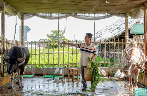 Hay những chú trâu biết chào khách, kết hợp cùng đàn cò trắng biểu diễn ngay trên lưng, khiến du khách không khỏi trầm trồ thích thú.