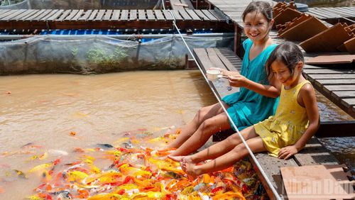 Điểm dừng chân đầu tiên trải nghiệm, như “món khai vị” trước khi du khách ghé thăm Cồn Sơn là bè cá của ông Lý Văn Bon (Bảy Bon), để chiêm ngưỡng vẻ đẹp và sự đa dạng của các loài thủy sản trên sông Mê Kông.