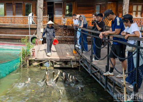 Du khách trải nghiệm trình diễn cá lóc “bay” tại nhà vườn Thành Tâm. Để cá có thể biểu diễn, chủ vườn đã áp dụng theo phương pháp của nhà khoa học Nga Ivan Paplov, tạo phản xạ có điều kiện với âm thanh, bằng cách chia nhỏ thức ăn hằng ngày, mỗi lần cho ăn là dùng kẻng gõ.