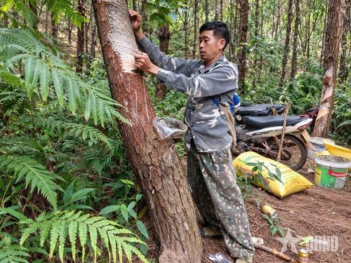 Ông Tô Đức Lượng ở thôn Nà Thuộc, xã Kiên Mộc, tỉnh Lạng Sơn khai thác nhựa thông.