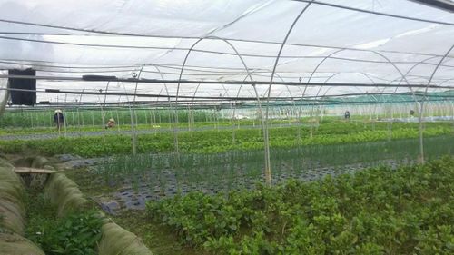 Một trong những định hướng của Hòa Tiến là kết hợp phát triển các mô hình nông nghiệp hiệu quả cao và du lịch trải nghiệm.