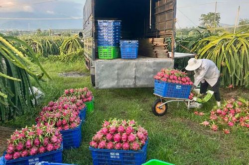 Giá thanh long Lâm Đồng chỉ còn vài nghìn đồng/kg.