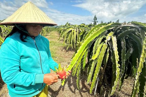Người trồng thanh long đứng ngồi không yên khi giá thu mua lao dốc.