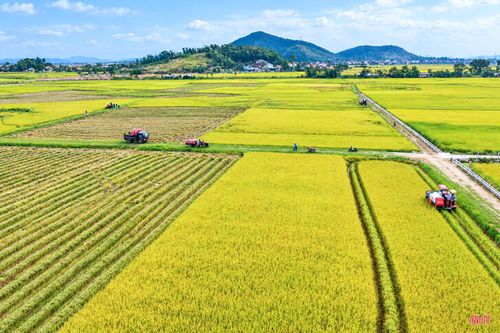 Thu hoạch lúa trên các cánh đồng thửa lớn sau chuyển đổi, tập trung ruộng đất.