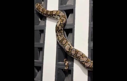 Hình ảnh con trăn xuất hiện trong nhà khiến người dân sợ hãi. Ảnh cắt từ clip/Newsflare