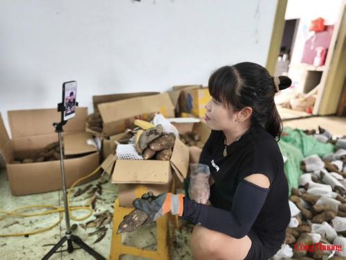 Mỗi thương lái là một KOC quảng bá sản phẩm khoai sâm Sìn Hồ.