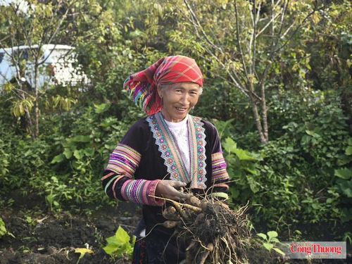 Bà con Sìn Hồ trong niềm vui được mùa khoai sâm.