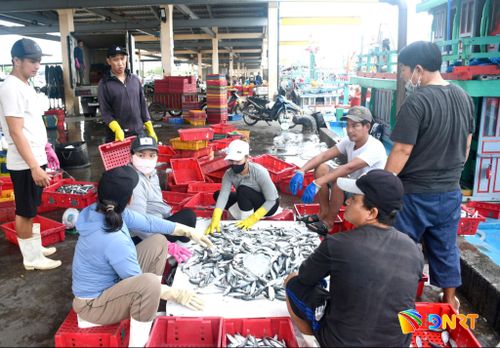 Truy xuất nguồn gốc hải sản được ngành chức năng và ngư dân trên địa bàn Đà Nẵng chú trọng. Ảnh: QUANG VIỆT