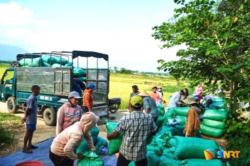 Hội viên Chi hội nghề nghiệp nông nghiệp hữu cơ xã Phú Thuận xuất bán nông sản cho đơn vị thu mua. Ảnh: PHAN LÀNH