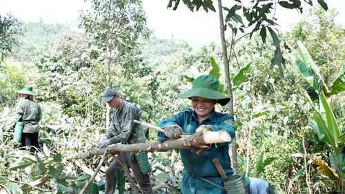 Với hơn 1.200 ha quế, Khánh Hòa đang hướng tới nâng cao chất lượng, giá trị sản phẩm và đáp ứng yêu cầu thị trường.