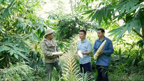 Việc gắn Quỹ Hỗ trợ nông dân với tổ hợp tác, chi hội nghề nghiệp đang tạo thêm động lực để nông dân đầu tư sản xuất, tăng cường liên kết.