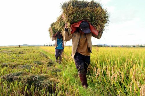 Nguồn lực an sinh được đưa vào sản xuất, tạo giá trị lâu dài cho hộ nghèo, cận nghèo.