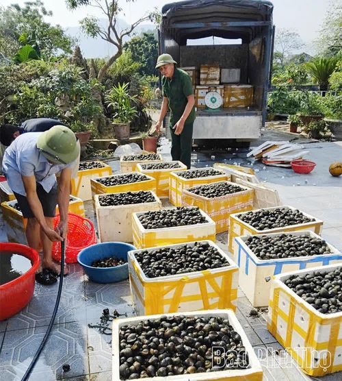 Mô hình phát triển kinh tế của gia đình NCUT Đinh Quang Hội ở thôn Liêm Chính được các hộ dân tham khảo, học tập và làm theo.
