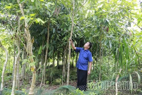 Ông Sùng A Câu là cháu nội cụ Sùng A Páo giờ là một trong những hộ khá giả của thôn Mỹ Á.