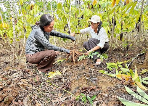 Giống sắn HN1 tại mô hình cho năng suất dự kiến gần 33 tấn/ha - Ảnh: L.A