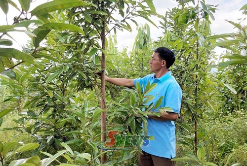 Mô hình trồng cây ăn quả trên đất dốc gắn trồng rừng của nông dân bản Phiêng Bay, xã Mường Chiên.