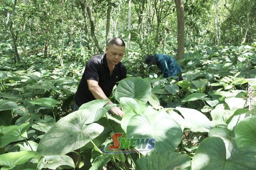 Mô hình trồng cây dược liệu dưới tán rừng tại bản Pạ Lò, xã Mường Chiên.