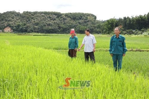 Nông dân bản Khoa kiểm tra diện tích lúa mùa.