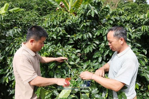 Mô hình trồng cà phê của nhân dân bản Khoa.