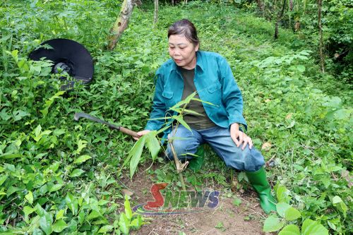 Mô hình trồng măng bát độ của nhân dân xã Tân Phong.