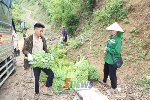 Thương lái thu mua chuối của nhân dân xã Tân Phong.