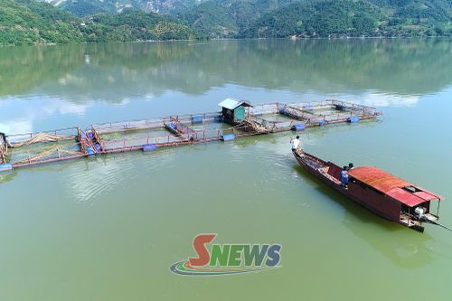 Nhân dân xã Tân Phong phát triển mô hình cá lồng.