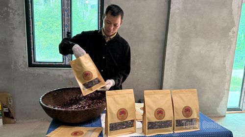 Anh Chu Văn Hiện, thôn Bản Vả, xã Kiên Đài đóng gói trà hoa sâm bố chính.