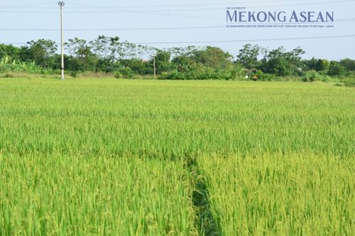 Ảnh minh họa: Lê Hồng Nhung - Mekong ASEAN