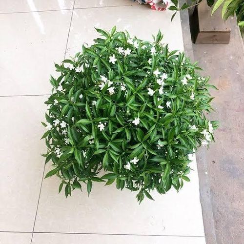 Có thể đặt ở nhiều vị trí. Ảnh minh họa.