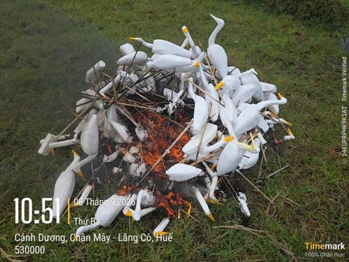 Xử lý tiêu huỷ các phương tiện, dụng cụ sử dụng bẫy, bắt chim trời