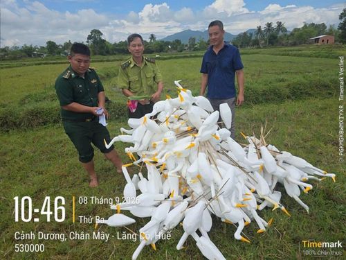 Thu gom các phương tiện, dụng cụ sử dụng bẫy, bắt chim trời