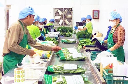 Sơ chế và đóng gói rau sạch tại Hợp tác xã Rau quả sạch Chúc Sơn (phường Chương Mỹ). Ảnh: Quỳnh Dung