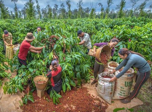 Xuất khẩu cà phê Việt Nam đang đứng trước nhiều cơ hội trong những tháng cuối năm 2026 khi nguồn cung vụ mới chuẩn bị được bổ sung. Ảnh: Ngô Phương
