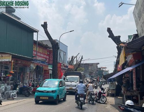 Tại khu vực đường Tây Mỗ, ghi nhận cho thấy nhiều cây xà cừ lớn nằm dọc tuyến đã bị cắt tỉa, đốn hạ. Những thân cây có đường kính lớn, phần cành được cắt gọn, chỉ còn lại những đoạn thân chính đứng bên vỉa hè hoặc sát khu vực thi công. Ảnh: Phúc Đức