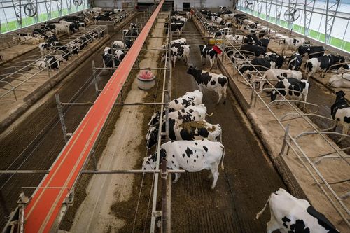Các sản phẩm liên quan đến sữa cũng nằm trong danh sách bị Mỹ cấm nhập khẩu. Ảnh: Reuters.