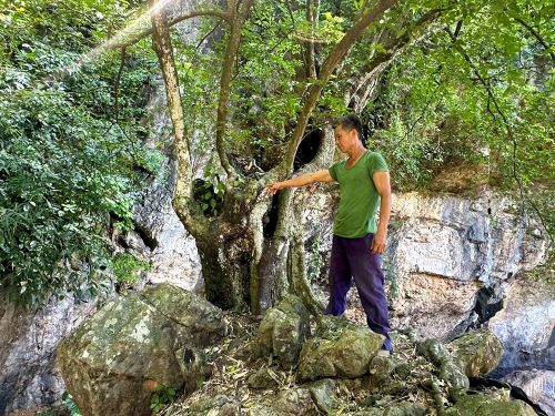Cây thị nghìn năm đến nay vẫn xanh tốt và cho hai loại quả, một loại quả dẹt, một loại quả tròn
