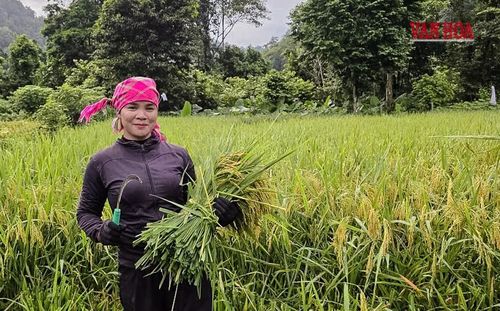 Niềm vui mùa gặt ở bản Đoòng