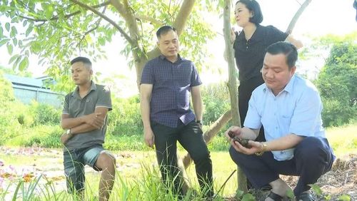 Lãnh đạo xã Vị Xuyên thăm mô hình nuôi ốc nhồi tại địa phương.